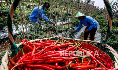 Ini Strategi Kementan Jaga Harga Cabai untuk Petani