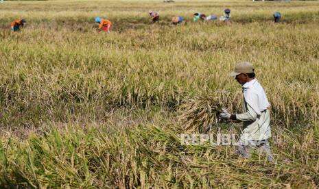 Agustus 2021, Harga Gabah Petani Mulai Naik