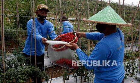 Kementan Ungkap Alasan Merosotnya Harga Cabai