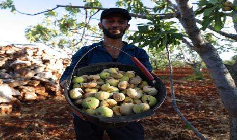 Buah Tin di Suriah yang Dikenal Mahal