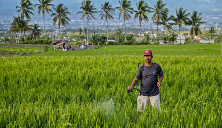 Daya Beli Petani Naik 1,16%, Tertinggi di Bangka Belitung