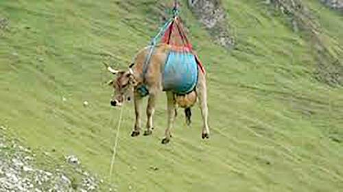 Kerahkan Heli Untuk Sapi Yang Cedera dan Sedang Hamil