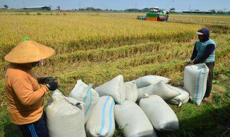 Harga Gabah di Tingkat Petani Meningkat, NTP Agustus Naik