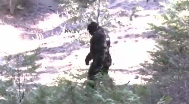 Heboh Penampakan Bigfoot Jalan Santai di Hutan Belantara