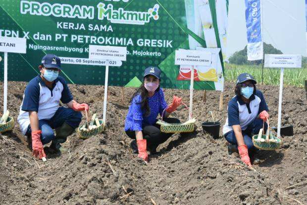 Kawal Penanaman Tebu, Petrokimia Gresik dan PTPN X Dukung Swasembada Gula
