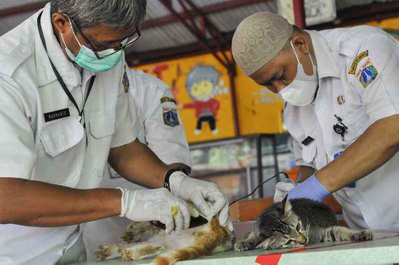 Pemkot Jakbar Buka Layanan Vaksin Antirabies "Door to Door"