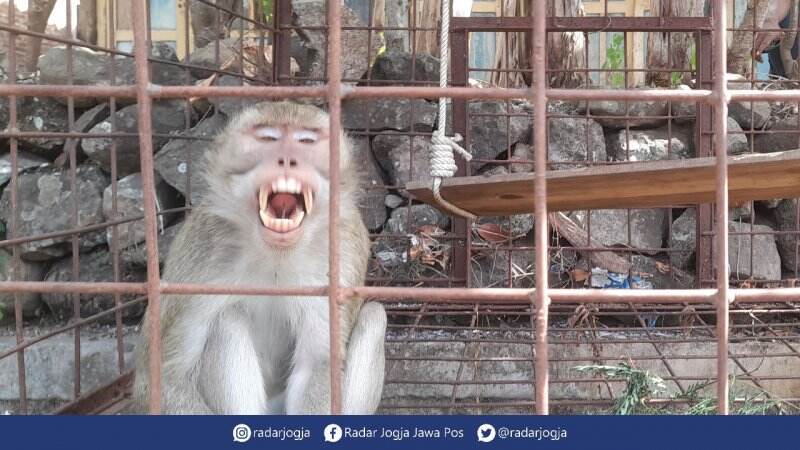 Ingin Ubah Makaka, dari Hama Jadi Potensi Wisata