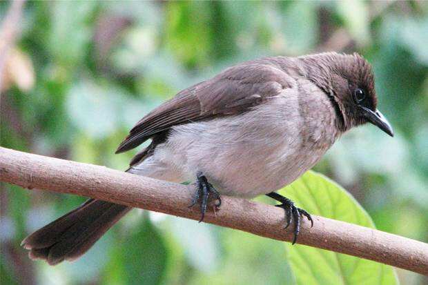 Nasihat Pertama Burung: Jangan Kecewa jika Kehilangan Sesuatu
