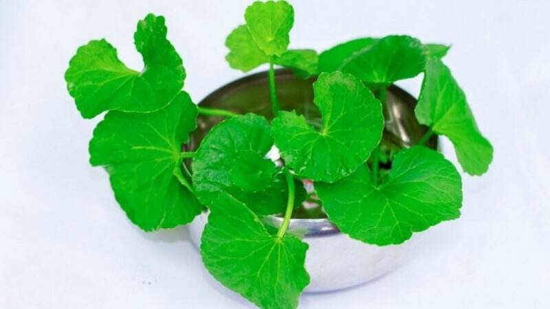 Bisa Bikin Panjang Umur, Yuk Intip Tanaman Herbal Daun Pegagan yang Banyak Manfaatnya!