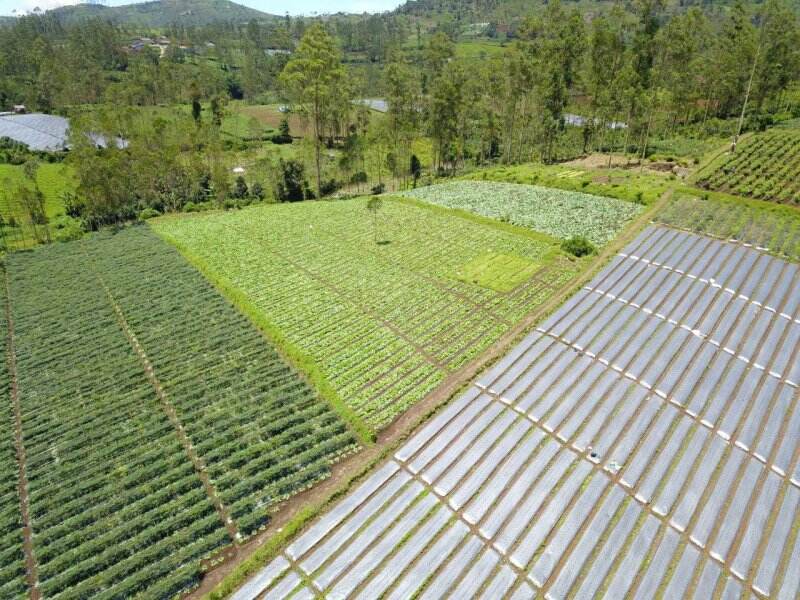 Kementan Bangun 2.358 Kampung Holtikultura pada 2022
