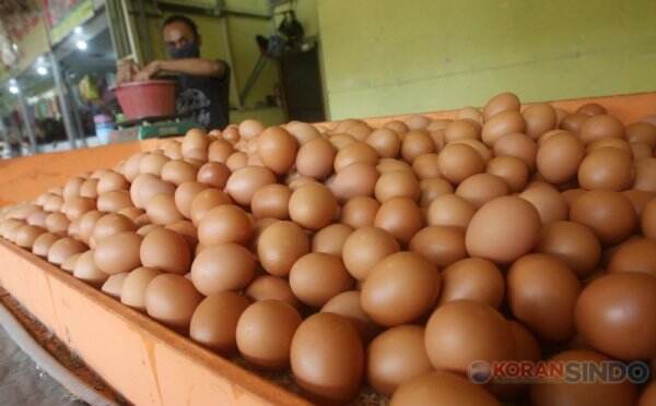 Harga Telur Anjlok Terburuk 10 Tahun Terakhir, Peternak Gigit Jari