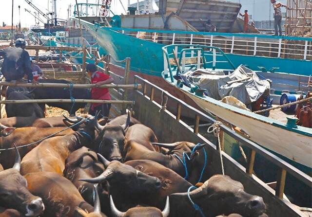 Pengiriman Ternak via Pelabuhan Tanjung Perak Mulai Meningkat