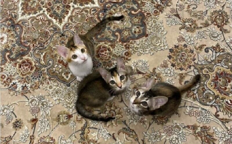 Prabowo Perkenalkan 3 Kucing Baru, Netizen: Keren Banget Majikannya