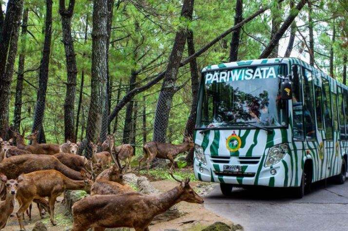 Aturan Ganjil Genap Turunkan Angka Kunjungan Wisata ke Taman Safari