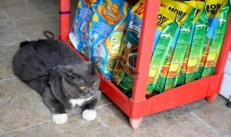Sayangi Kucing, Pemuda Ini Hasilkan Omzet Puluhan Juta