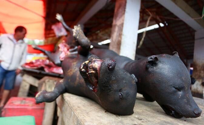 Heboh Daging Anjing di Pasar Senen Jakarta, Pasar Tomohon Lebih Ekstrem, Jual Berbagai Daging Hewan Liar