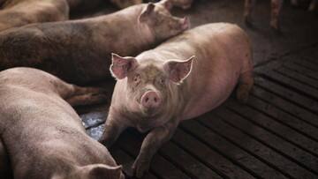 Babi Bikin Pusing China, Harga Sempat Meroket Lalu Ngedrop