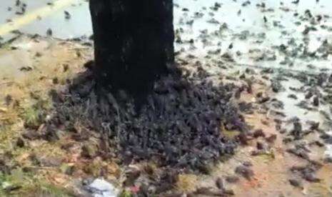 Ratusan Burung Pipit Mati di Area Balai Kota Cirebon