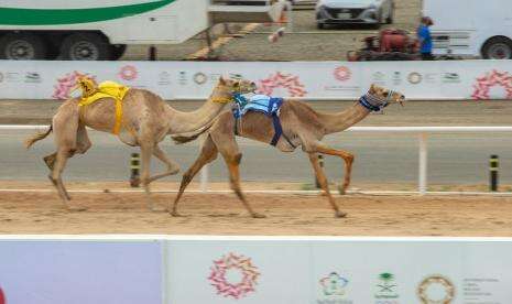 Festival Unta Saudi Pecahkan Rekor Dunia