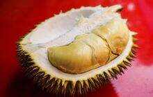 Selain Lezat, Buah Durian Memiliki Beragam Manfaat untuk Kesehatan