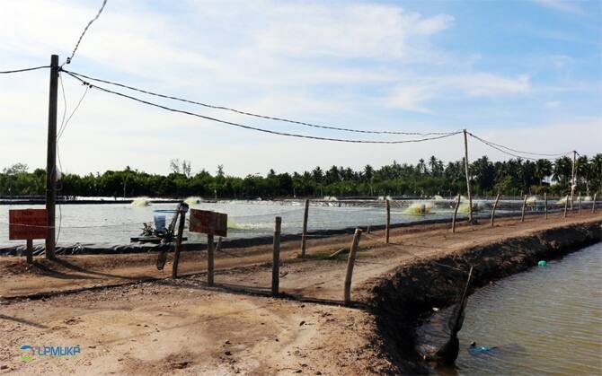 Pokdakan UMB Ubah Limbah Menjadi Pupuk Sawit