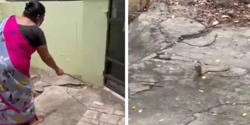 Viral Emak-Emak Usir Ular Kobra Secara Lembut, Keibuan Banget!
