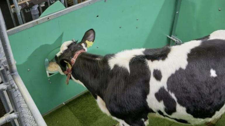 Kurangi Emisi Gas Rumah Kaca, Sapi Jalani Toilet Training