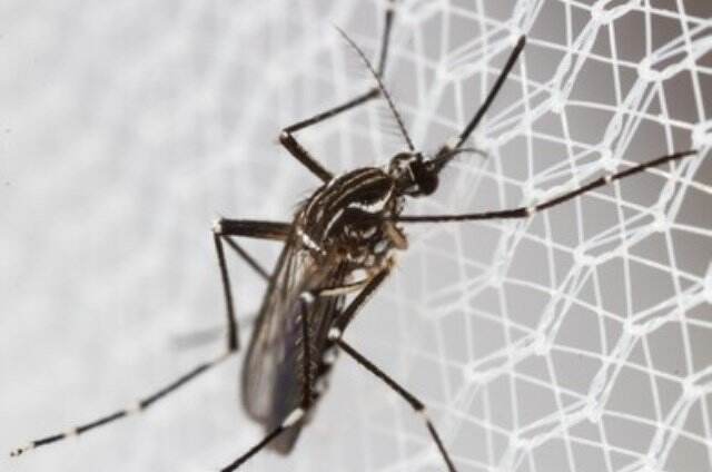 Waspada DBD di Tengah Pandemi Covid-19, Cegah dengan 3M Plus