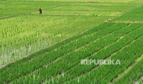 Petani Cirebon Diimbau Percepat Tanam