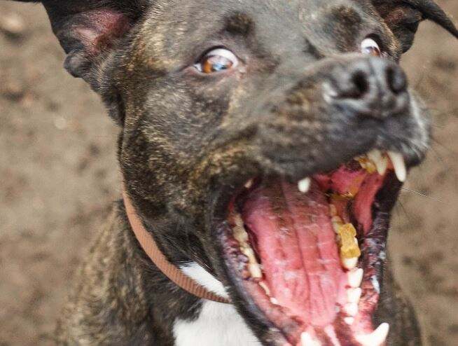 Sadis! Anjing Pitbull Sebesar Kuda Poni Serang 2 Wanita, Gigitannya Tembus ke Tulang