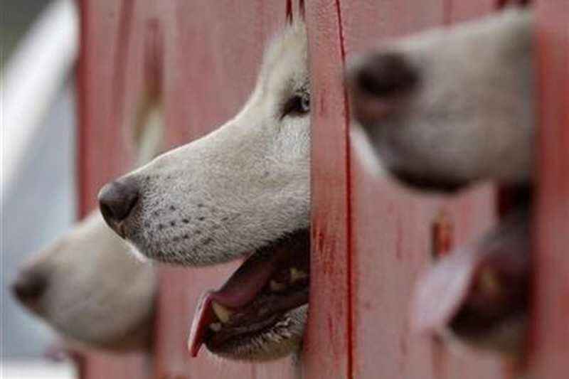 Semoga Tidak Menular Sampai ke Indonesia, Los Angeles Waspadai Wabah Flu Anjing dan Leptospirosis