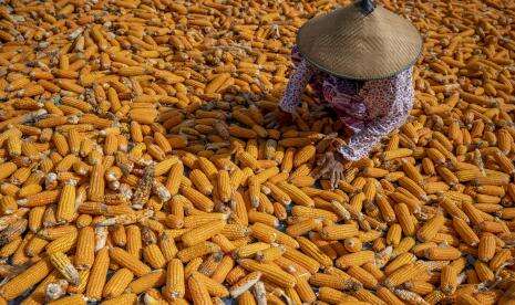 Kementan Jelaskan Penyebab Harga Jagung Tinggi