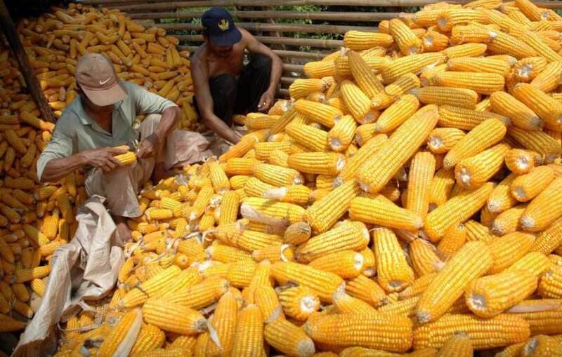 Waspadai Desakan Impor Jagung