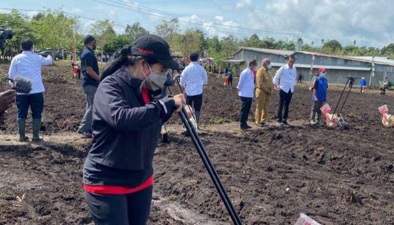 Puan Tanam Dan Jajan Jagung Rebus Bareng Jokowi Di Sorong