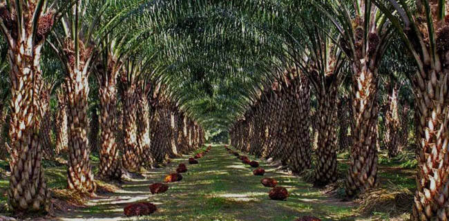 Masih Mendominasi Pasar Dunia, Airlangga Perkuat Kemitraan Petani Kelapa Sawit