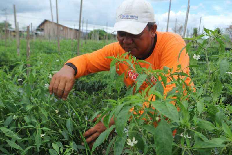 Wajib Ditiru Ini, Medali Mereka Bukan dari Gelanggang Tapi Ladang