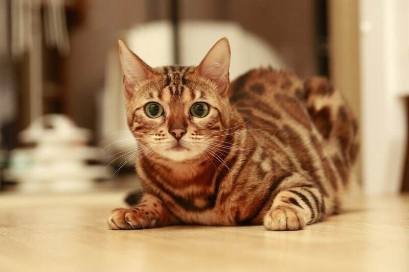 Kucing Bengal, Hewan Peliharaan yang Memiliki Banyak Keistimewaan