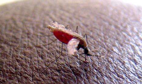 Peneliti BRIN: Program Eliminasi Malaria Belum Efektif