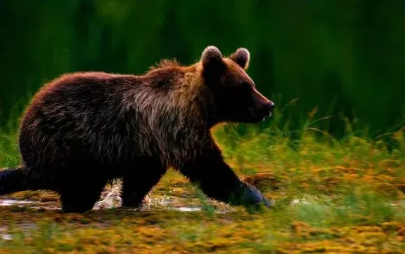 Nekat Potret Beruang Grizzly, Turis Masuk Bui dan Denda Rp28 Juta