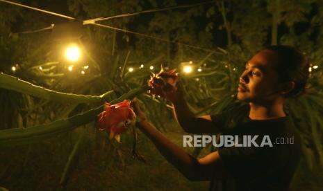 Petani Buah Naga Ikut Program Elektrifikasi Pertanian PLN