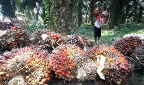 Harga Sawit di Mukomuko Naik Rp 70 per Kilogram