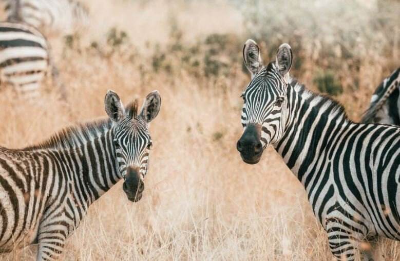 Zebra Keluyuran di Jalan Raya Jadi Hiburan Pengendara, Serasa di Kebun Binatang