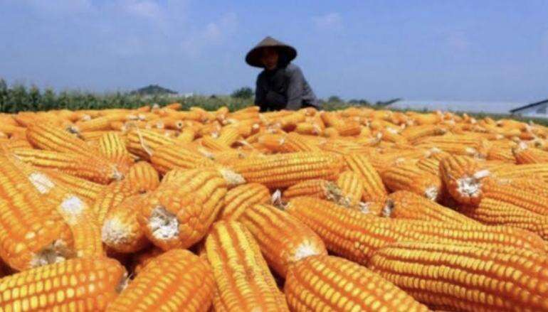 Grobogan Siap Penuhi Kuota Jagung 30 Ribu Ton