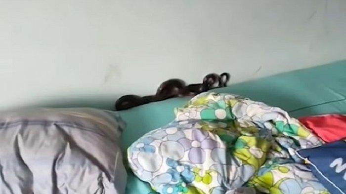 Bayi Ini Tidak Tidur Semalaman, Ibunya Temukan Ular Hitam di Bawah Bantal