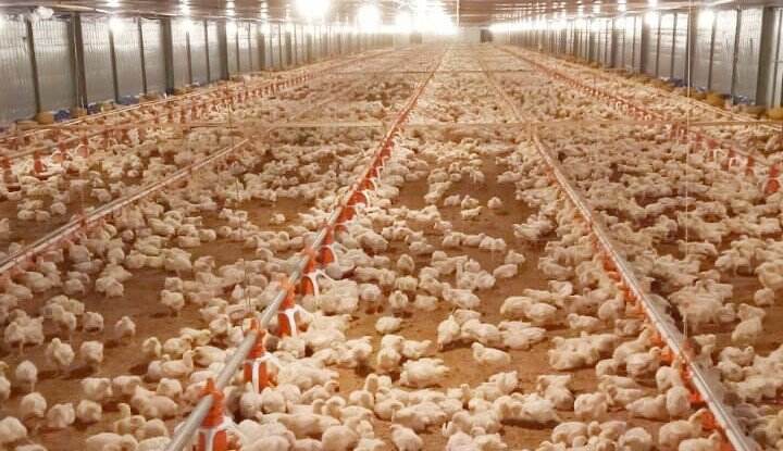 Senin Besok, BEM SI dan Peternak Ayam Bakal Geruduk Jakarta