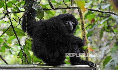BKSDA Bali Pindahkan Satwa Siamang ke Pusat Rehabilitasi
