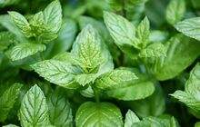 Peppermint, Daun dengan Segudang Nutrisi untuk Kesehatan