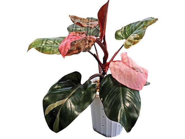 Fittonia Suka Matahari, Philodendron Dirawat bak Princess