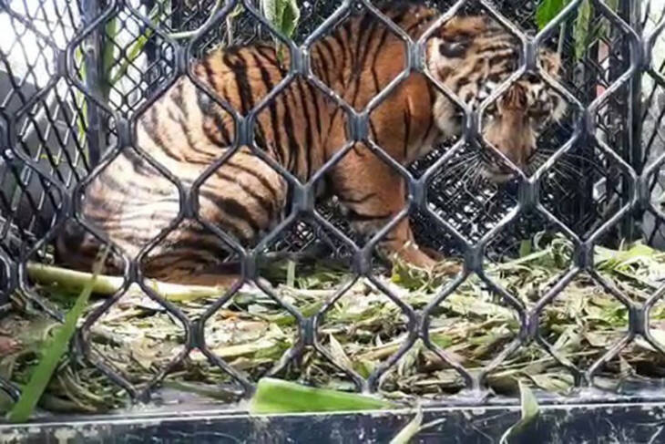 Harimau Sumatra Masuk Perkebunan Warga di Bakongan Timur