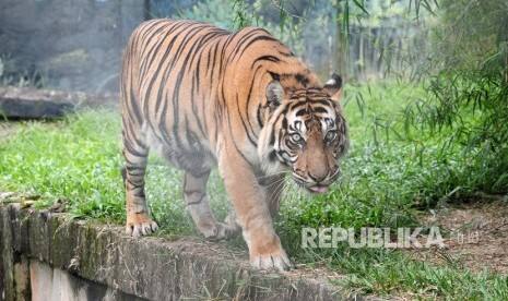 Harimau Sumatra Masuk Perkebunan Warga di Aceh